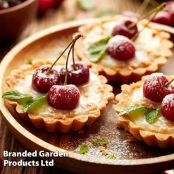 Cherry 'Sylvia' (Mini Fruit Tree) 12 Cherry 'Sylvia' (Mini Fruit Tree) -Deals Petal Via Store CHER T10442 F