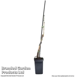 Cherry 'Sylvia' (Mini Fruit Tree) 13 Cherry 'Sylvia' (Mini Fruit Tree) -Deals Petal Via Store CHER T10442 G