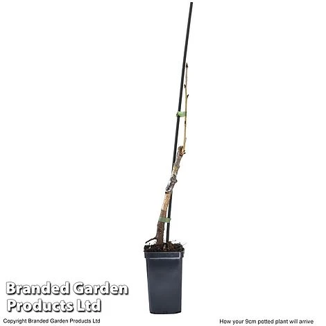 Cherry 'Sylvia' (Mini Fruit Tree) 7 Cherry 'Sylvia' (Mini Fruit Tree) - Image 7