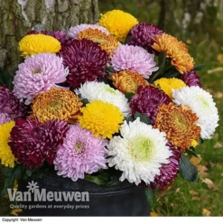 Chrysanthemum 'Incurved Mixed' -Deals Petal Via Store CHRY 72960 B