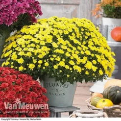 Chrysanthemum 'Hardy Patio Improved' 7 Chrysanthemum 'Hardy Patio Improved' -Deals Petal Via Store CHRY V17671 C