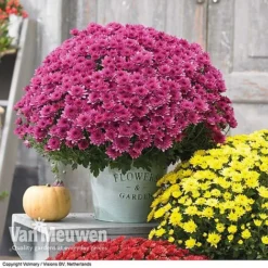 Chrysanthemum 'Hardy Patio Improved' 8 Chrysanthemum 'Hardy Patio Improved' -Deals Petal Via Store CHRY V17671 D