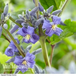 Clematis 'New Love' -Deals Petal Via Store CLEM V56881 A1