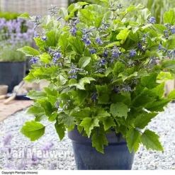 Clematis 'New Love' -Deals Petal Via Store CLEM V56881 B1