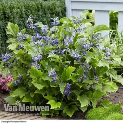 Clematis 'New Love' -Deals Petal Via Store CLEM V56881 C