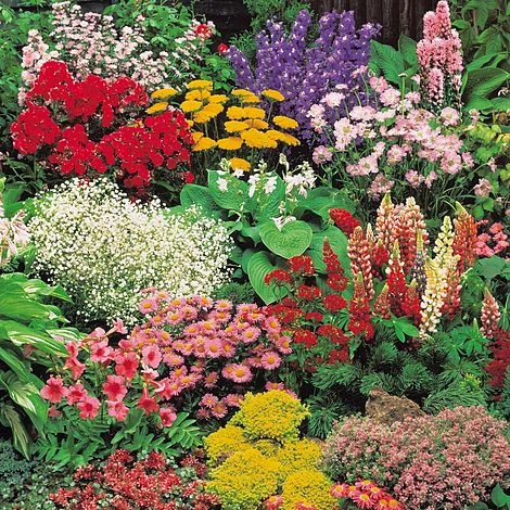 Classic Perennial Collection 1 Classic Perennial Collection