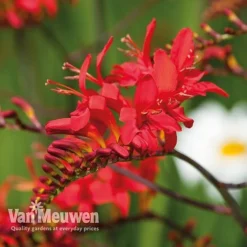 Crocosmia 'Lucifer' 4 Crocosmia 'Lucifer' -Deals Petal Via Store CROC V59582 B