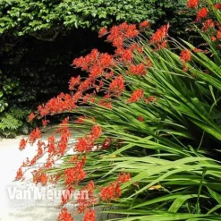Crocosmia 'Lucifer' 5 Crocosmia 'Lucifer' -Deals Petal Via Store CROC V59582 C