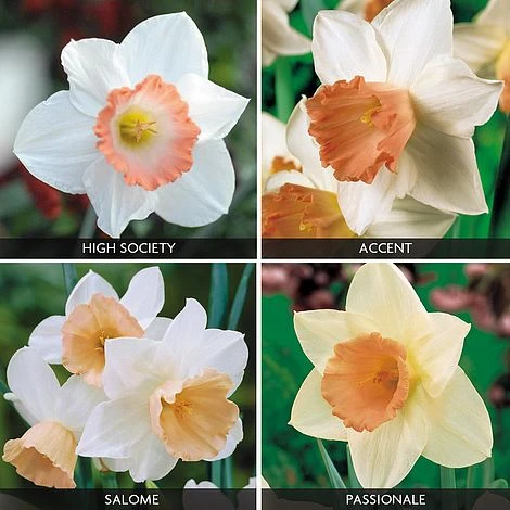 Daffodil 'Pink Blush Collection' 1 Daffodil 'Pink Blush Collection'
