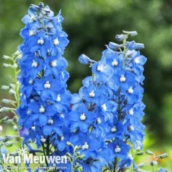 Delphinium 'Summer Skies' (Pacific Hybrid) -Deals Petal Via Store DELP v65292 C