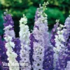 Delphinium Mixed