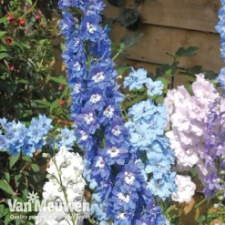 Delphinium Mixed -Deals Petal Via Store DELP MIXEDB