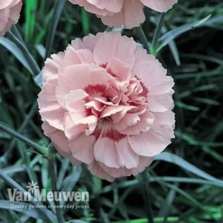 Dianthus 'Cottage Garden Collection' 9 Dianthus 'Cottage Garden Collection' -Deals Petal Via Store DIAN V82918 D