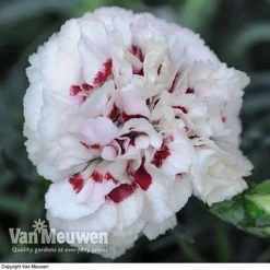 Dianthus 'Cottage Garden Collection' 10 Dianthus 'Cottage Garden Collection' -Deals Petal Via Store DIAN V82918 E