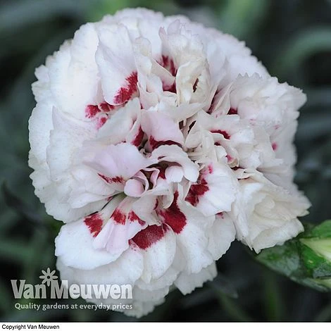 Dianthus 'Cottage Garden Collection' 5 Dianthus 'Cottage Garden Collection' - Image 5