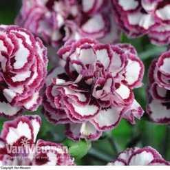 Dianthus 'Cottage Garden Collection' 11 Dianthus 'Cottage Garden Collection' -Deals Petal Via Store DIAN V82918 F