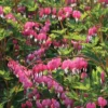 Dicentra Spectablis (Large Plant)