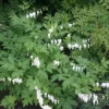 Dicentra Spectablis 'Alba'