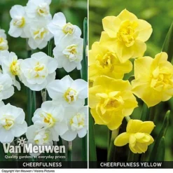 Daffodil 'Cheerfulness Duo' -Deals Petal Via Store Daffodil Cheerfulness Duo