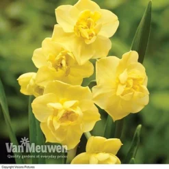 Daffodil 'Cheerfulness Duo' -Deals Petal Via Store Daffodil Cheerfulness Yellow
