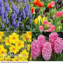 Best Seller 3 Easter Flower Bulbs