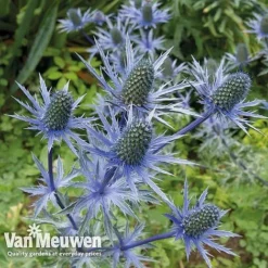 Eryngium 'Blue Steel' -Deals Petal Via Store ERYN 42770V B