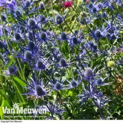 Eryngium 'Blue Steel' -Deals Petal Via Store ERYN 42770V C