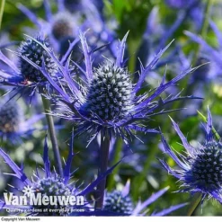 Eryngium 'Blue Steel' -Deals Petal Via Store ERYN 42770V E