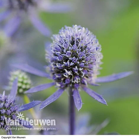 Eryngium Planum 'Blue Hobbit' 2 Eryngium Planum 'Blue Hobbit' - Image 2