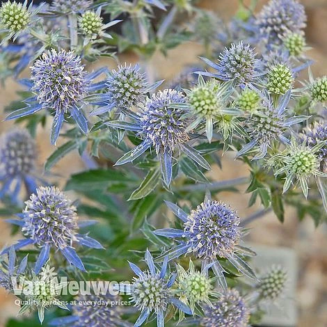 Eryngium Planum 'Blue Hobbit' 3 Eryngium Planum 'Blue Hobbit' - Image 3