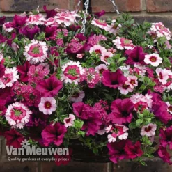 Eton Mess -Deals Petal Via Store ETON V48876 C1