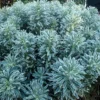 Euphorbia Characias 'Glacier Blue'