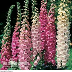 Foxglove 'Excelsior Hybrid Mixed' -Deals Petal Via Store FOXG V11592 A