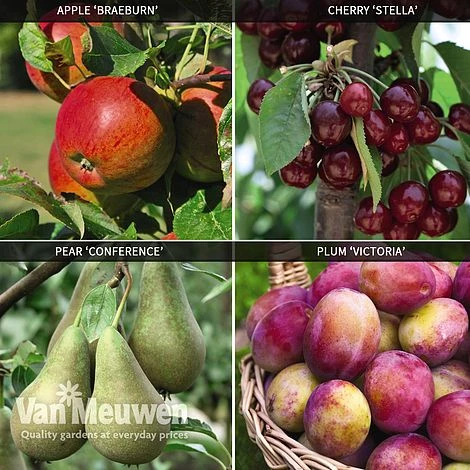 Fruit Tree Orchard Collection 1 Fruit Tree Orchard Collection