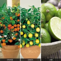 Citrus Tree Collection -Deals Petal Via Store FRUI V59876 A h
