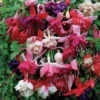 Nuserymans Choice Fuchsias