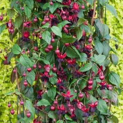 Fuchsia 'Lady In Black' (Climbing)