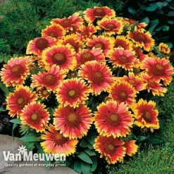 Gaillardia Aristata 'Arizona Sun' -Deals Petal Via Store GAIL v65378 D