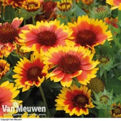 Gaillardia Aristata 'Arizona Sun' -Deals Petal Via Store GAIL v65378 E
