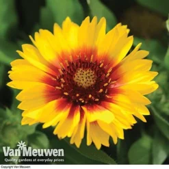 Gaillardia Aristata 'Arizona Sun' -Deals Petal Via Store GAIL v65378 F