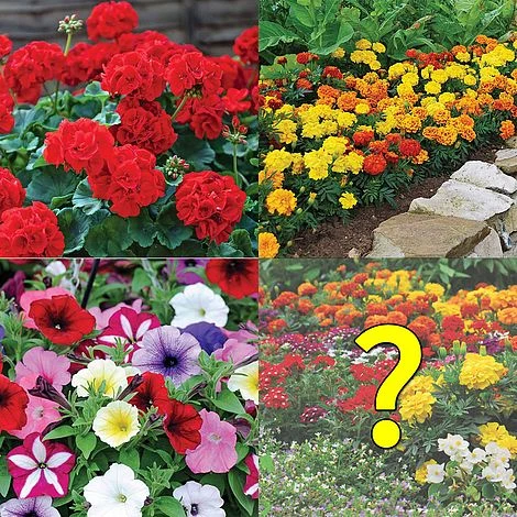 Garden Ready Summer Saver Collection 1 Garden Ready Summer Saver Collection