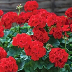 Garden Ready Summer Saver Collection 6 Garden Ready Summer Saver Collection -Deals Petal Via Store GARD VKA7392 B