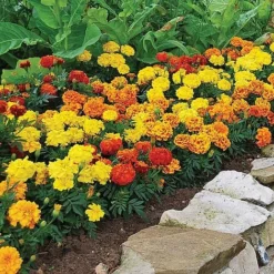 Garden Ready Summer Saver Collection 5 Garden Ready Summer Saver Collection -Deals Petal Via Store GARD VKA7392 C