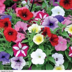 Garden Ready Summer Saver Collection 7 Garden Ready Summer Saver Collection -Deals Petal Via Store GARD VKA7392 D