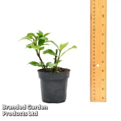 Gardenia 'Crown Jewels' 11 Gardenia 'Crown Jewels' -Deals Petal Via Store GARD CROWNJ9CM T44317