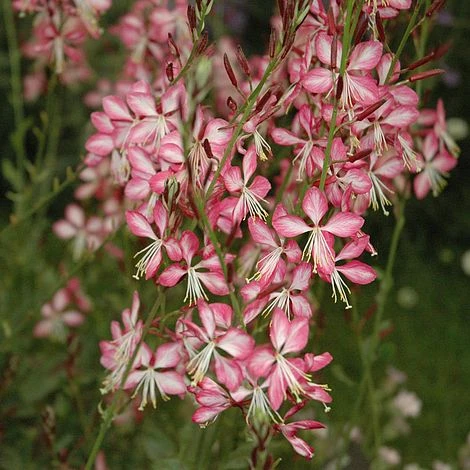 Gaura Lindheimeri 'Rosyjane' 1 Gaura Lindheimeri 'Rosyjane'