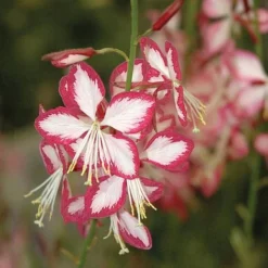 Gaura Lindheimeri 'Rosyjane' 3 Gaura Lindheimeri 'Rosyjane' -Deals Petal Via Store GAUR V58990 B h