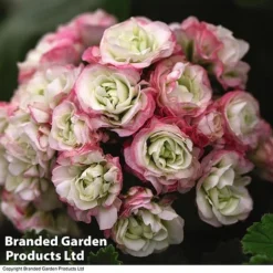 Geranium 'Appleblossom' -Deals Petal Via Store GERA T17214 C1