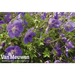 Geranium 'Brookside' -Deals Petal Via Store GERA V65398 A