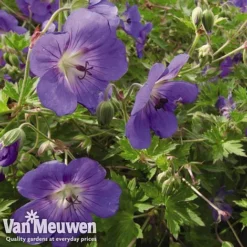 Best Seller -Deals Petal Via Store GERA V65398 B